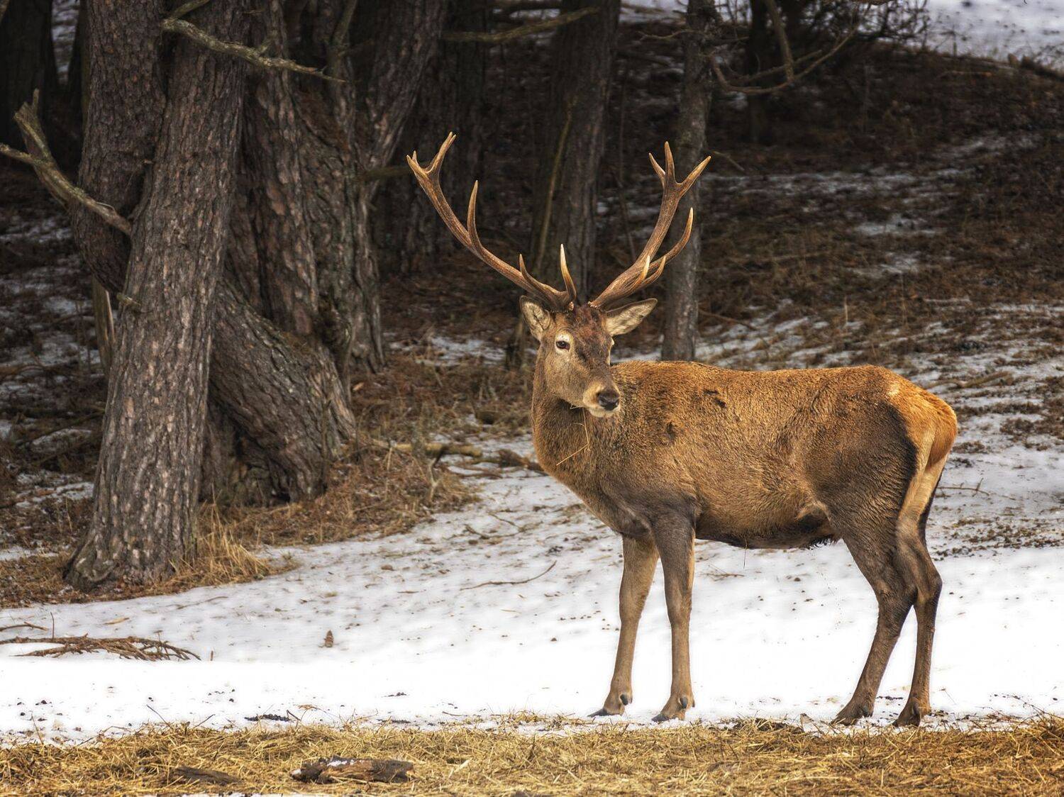 , Анатолий Салтыков