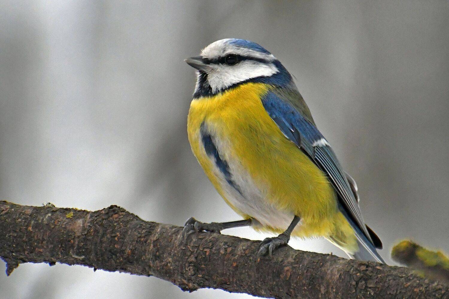 , Корнейчук Игорь