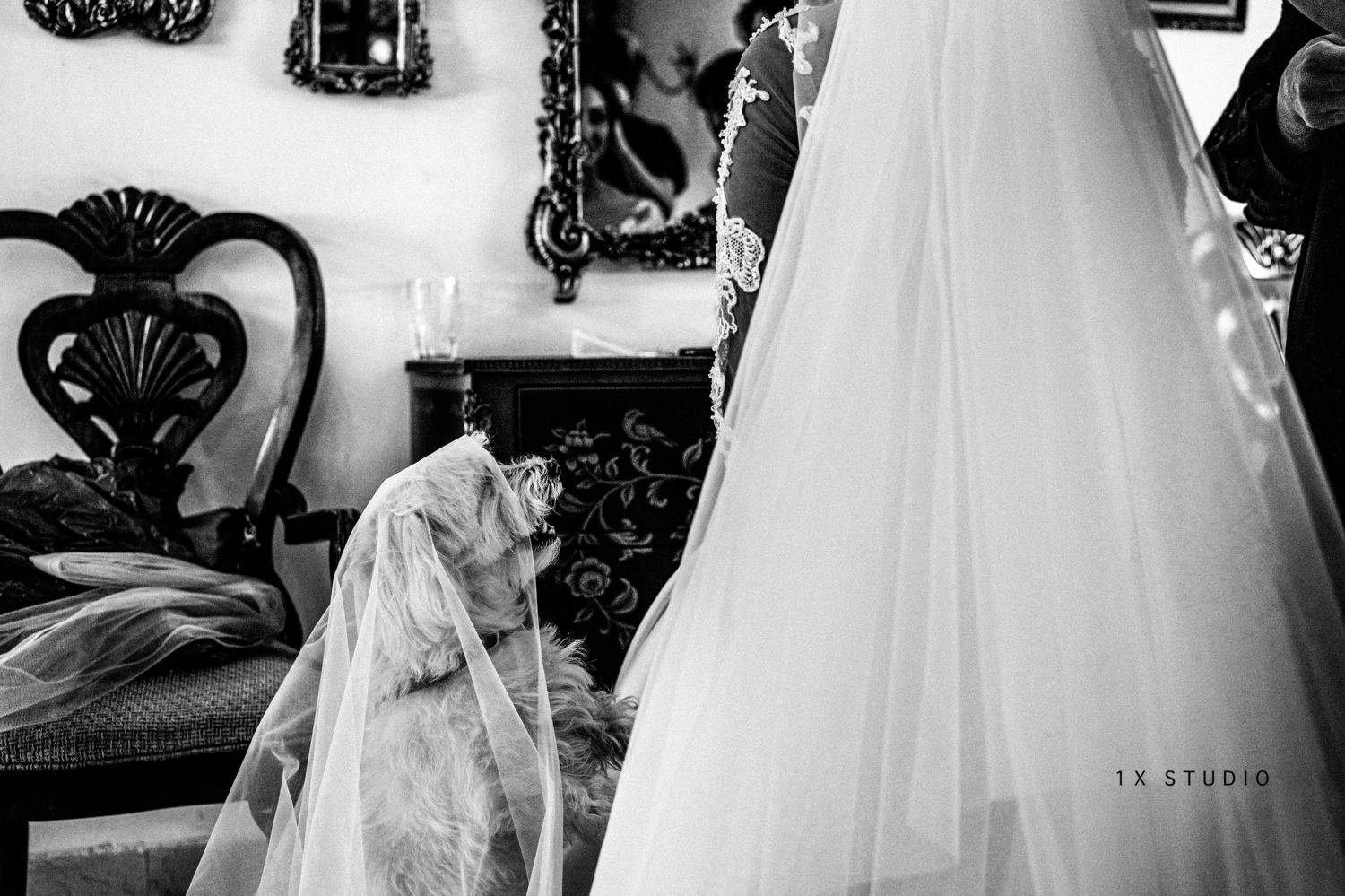 #wedding #hamzedashtrazmi #iran, hamze dashtrazmi