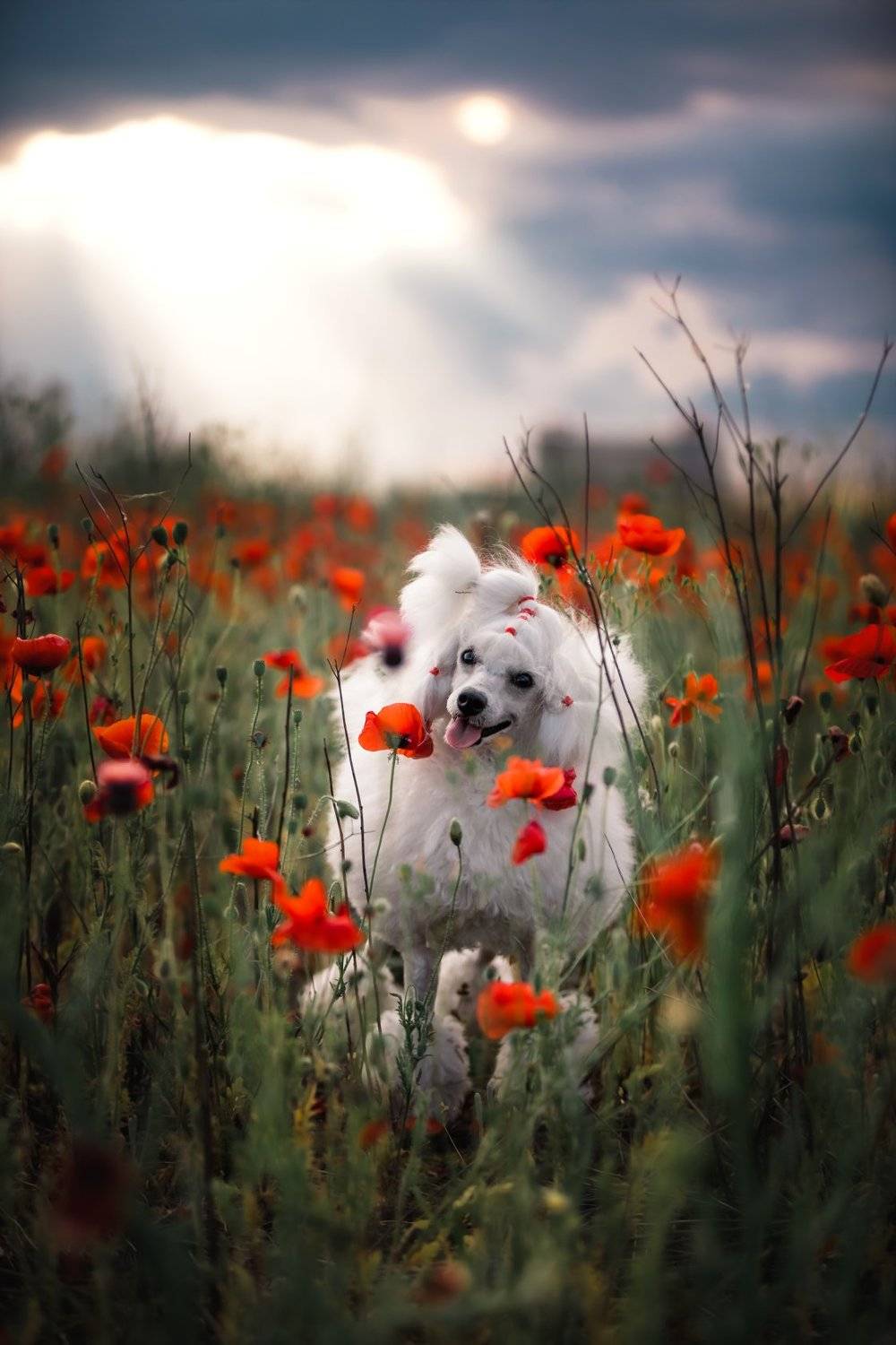 , Галина Ледок