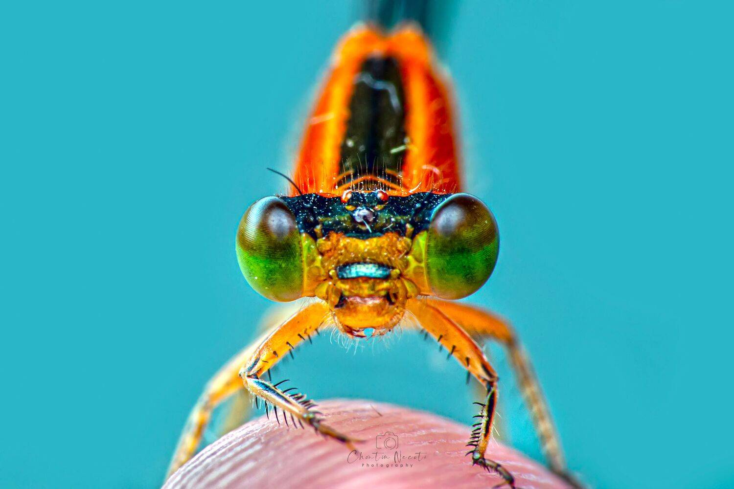Dragonfly, macro, insect, nature, natural, beauty, beautiful, small, eyes, legs, focus, light, fing, NeCoTi ChonTin