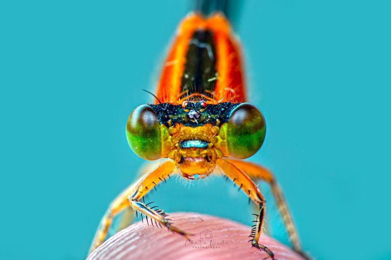 Dragonfly, macro, insect, nature, natural, beauty, beautiful, small, eyes, legs, focus, light, fing Macro Dragonfly фото превью