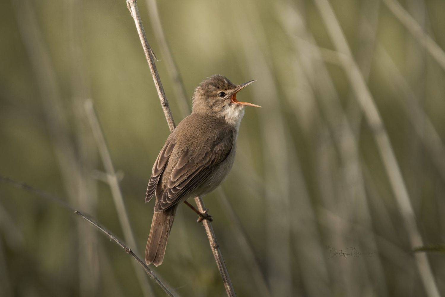 природа, лес, поля, огороды, животные, птицы, макро, Посевич Дмитрий