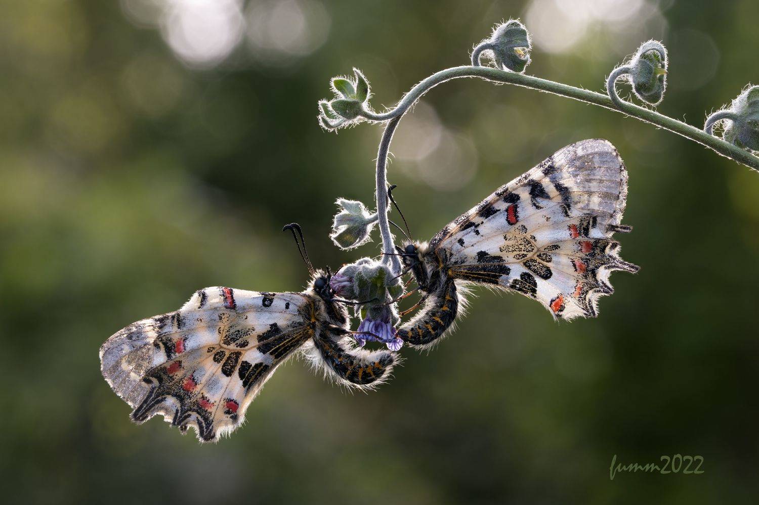 , Игорь ФУММ