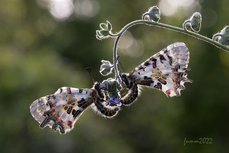 КРЫЛАТЫЕ КАЧЕЛИ фото превью