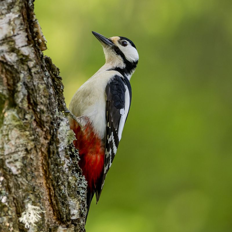 Dzenis фото превью