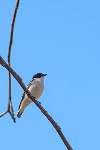 Мухоловка - пеструшка