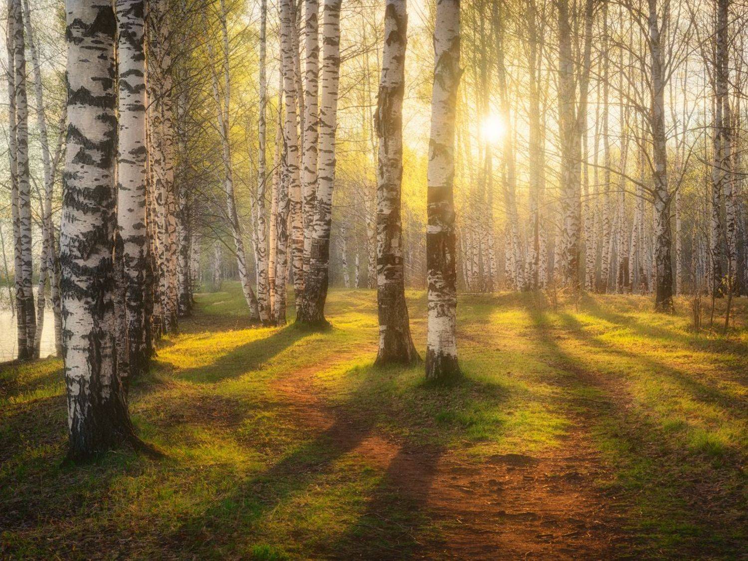 весна, разлив, Дмитрий Медянцев