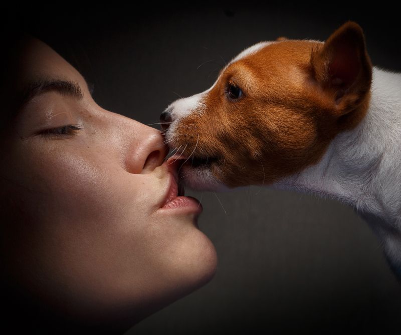 basenji, басенджи, щенок, собака, собаки, pet, dog, dogs, animal, love Поцелуй фото превью