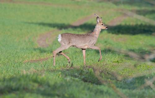 Встреча с косулей