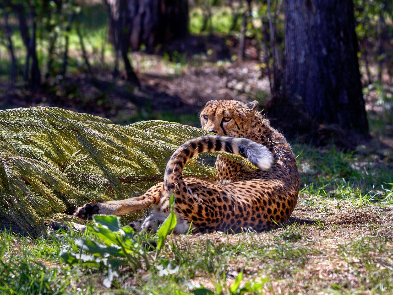 гепард, Богданов Олег
