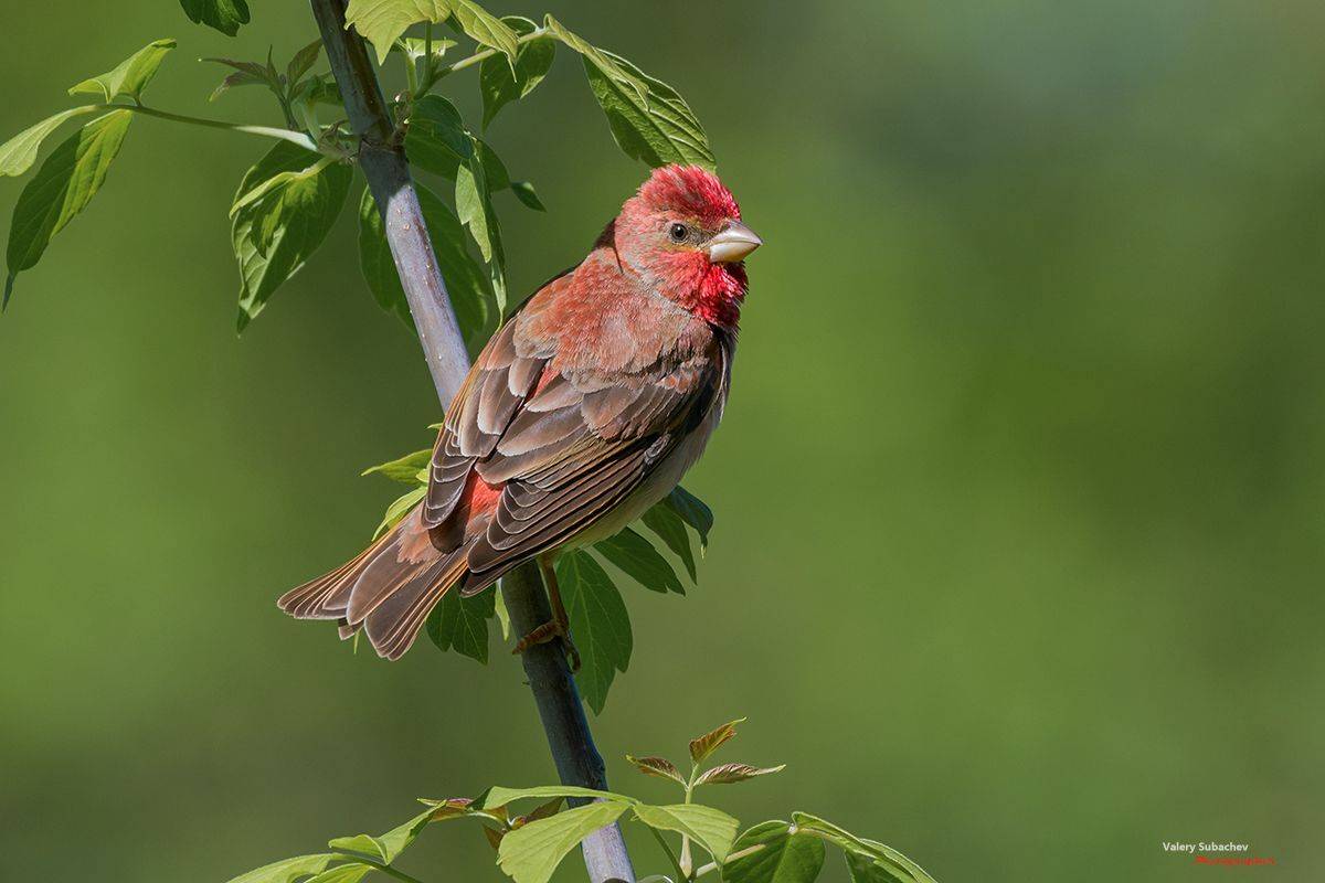 , Валерий Субачев