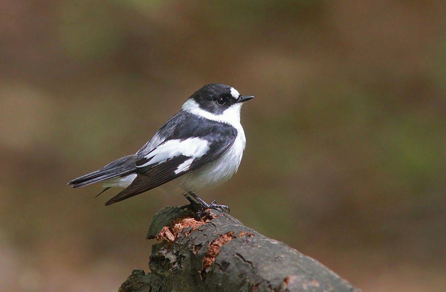 , Михаил Крюков