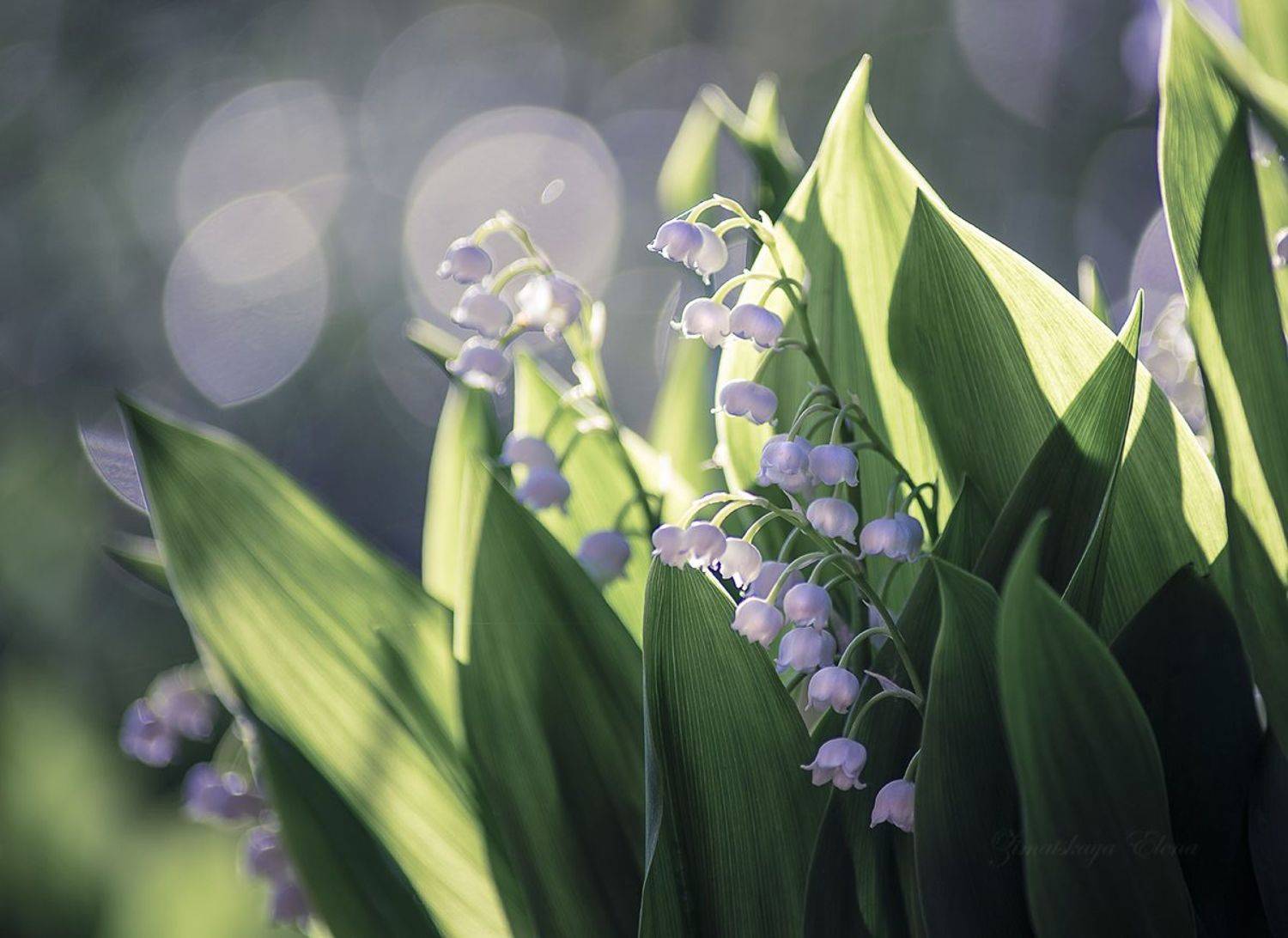 , Елена Зимацкая