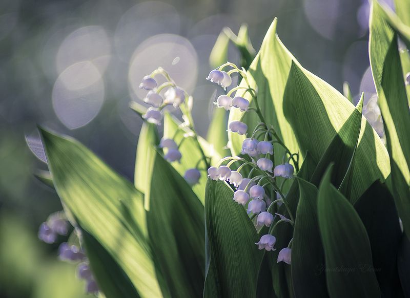 ***ландыши фото превью