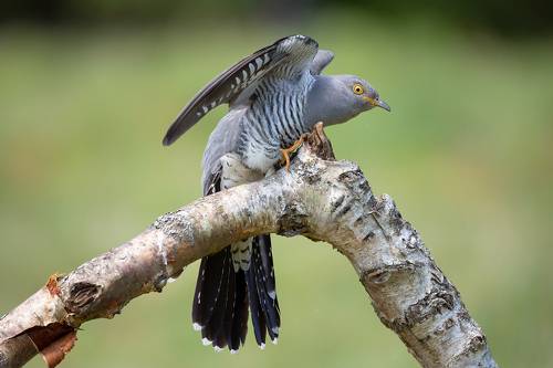 Cuckoo
