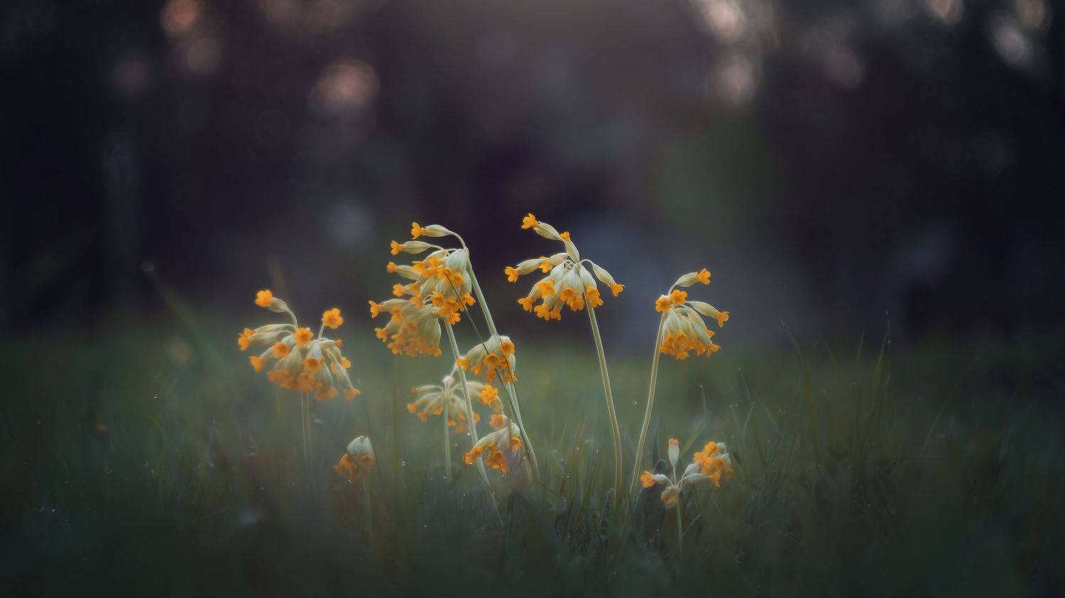 , Мозжухин Максим