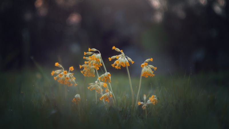 Весенние фото превью