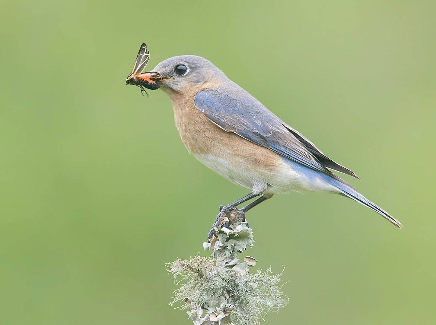 восточная сиалия, eastern bluebird,bluebird, Etkind Elizabeth