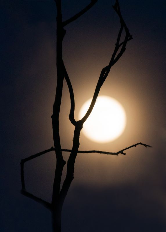 Луна дерево ночь Лунная ночь фото превью