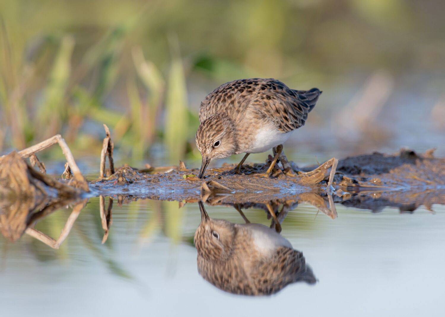 птицы,природа, весна, Андрей Киселёв