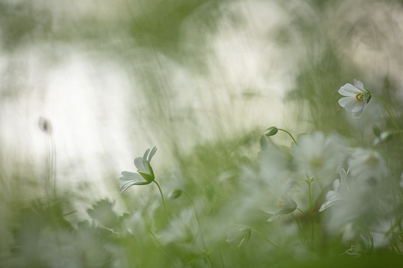 Майские цветочки... фото превью