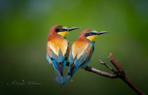 European bee eater- живая палитра природы