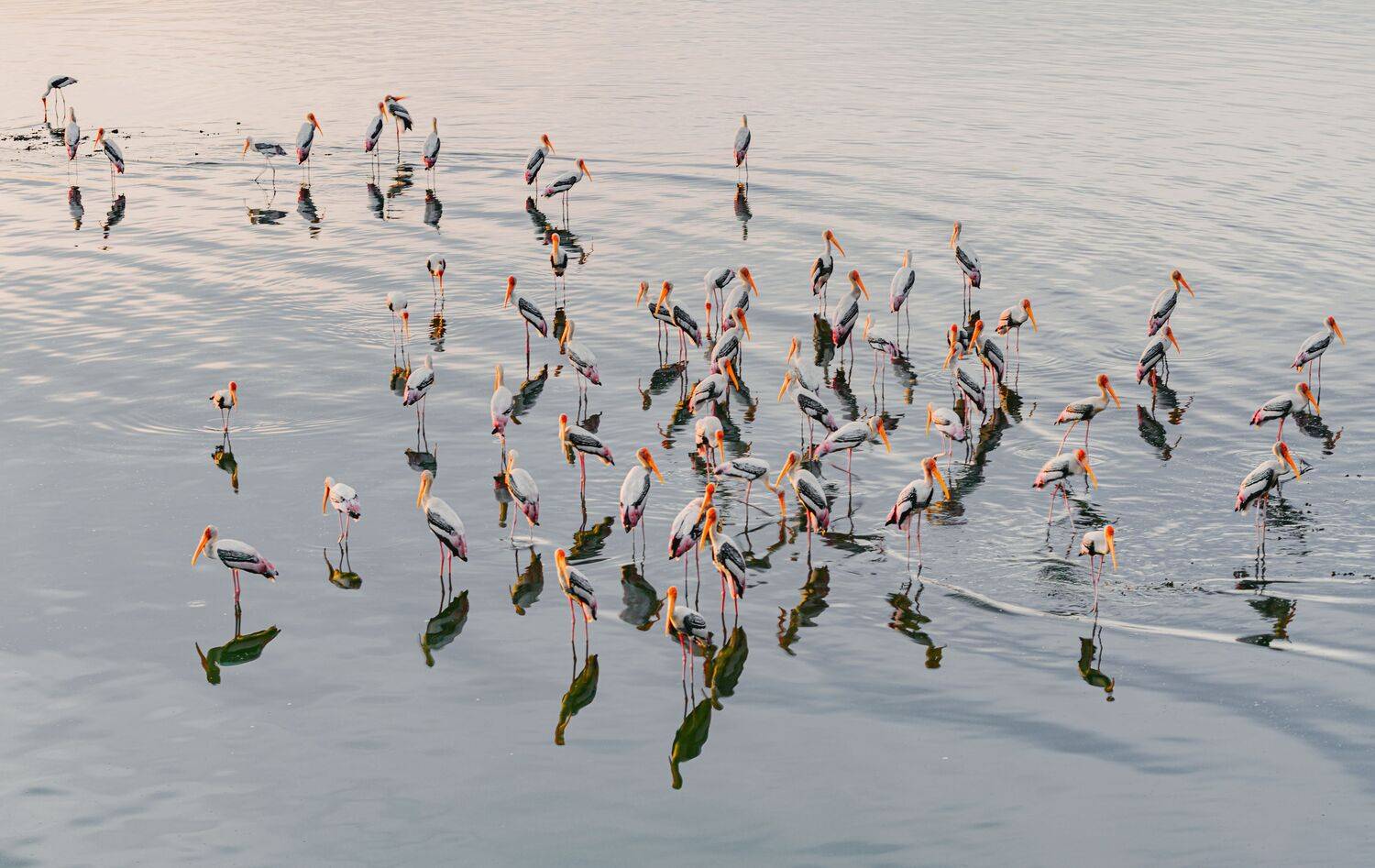 bird,birds,nikon,wild,water,shadows,lake,pond,flowers,swan,colors,nikon,beauty,nature,animals,eyes,egret,songbird,jungle,white,wings,fly, G N RAJA