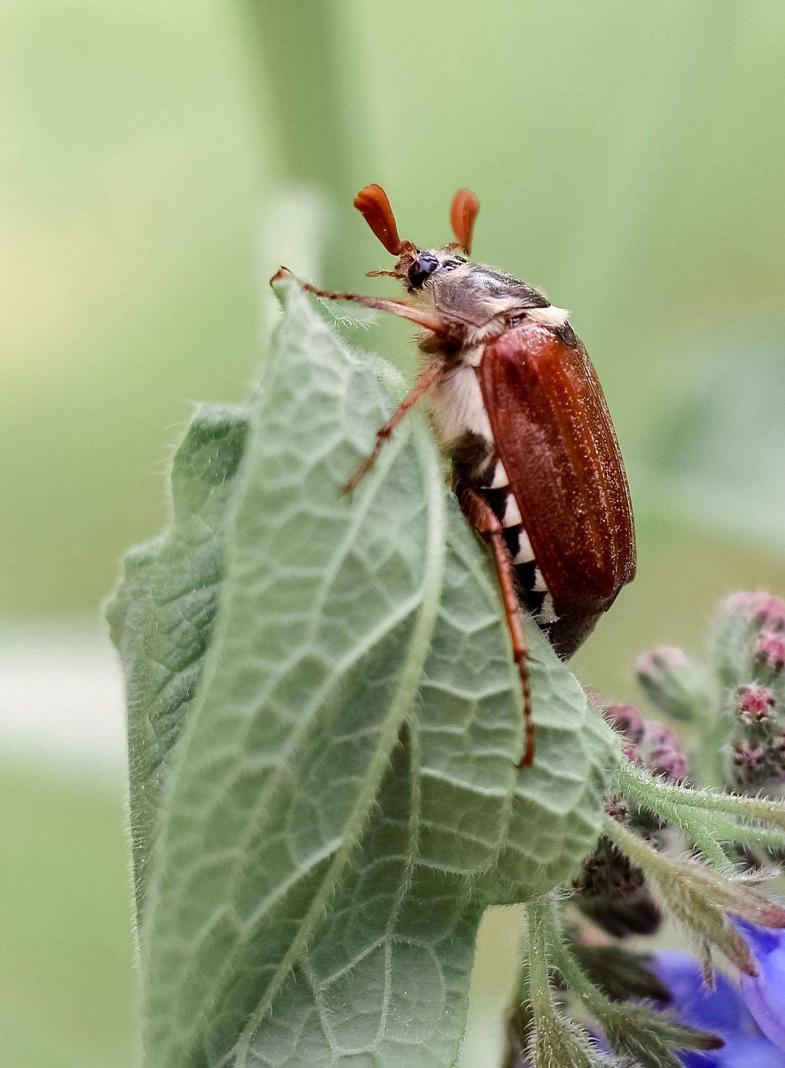 макро, фото, природа, Дмитрий Гусалов