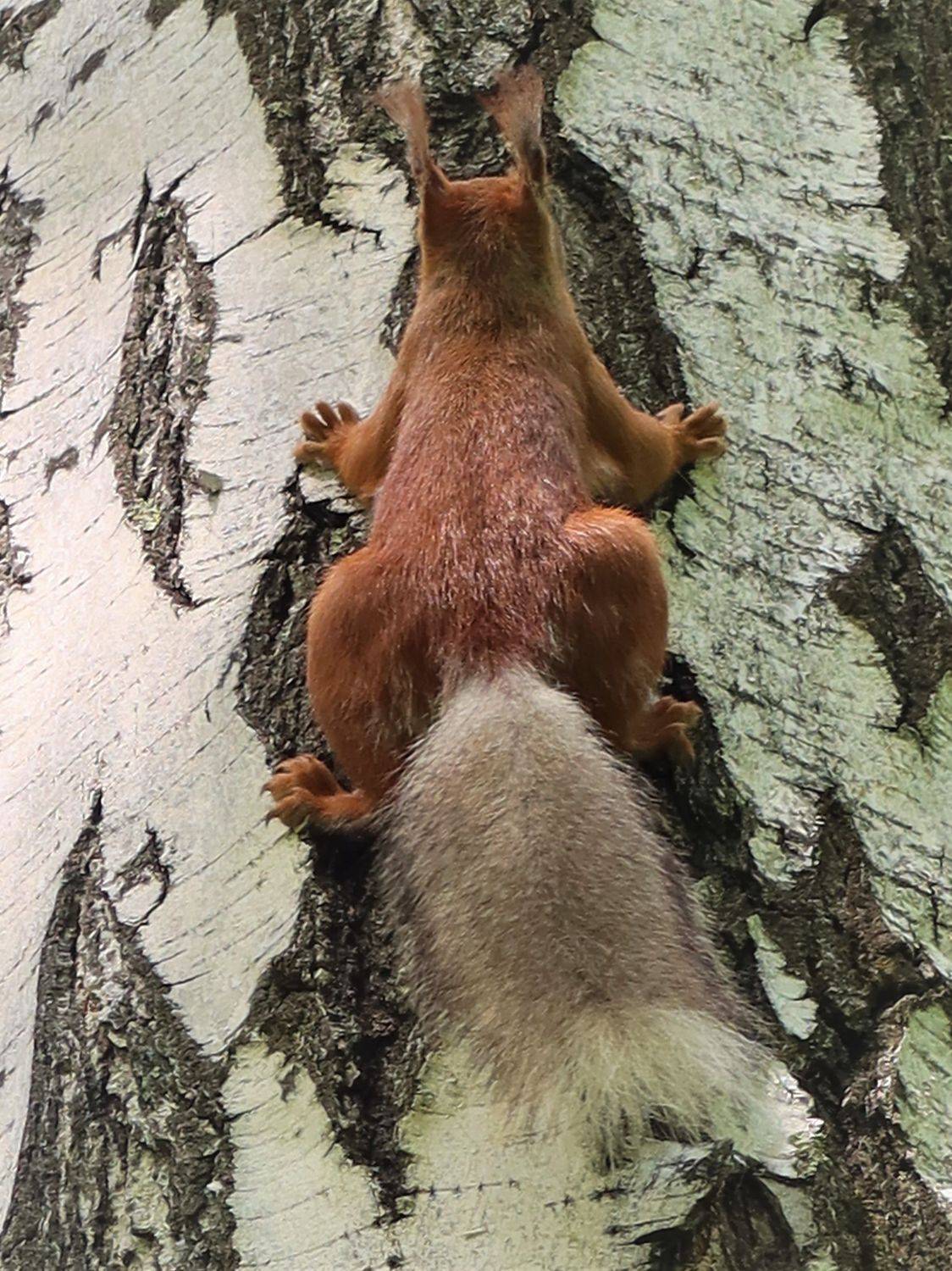 белка,кора,берёза, Козлова Галина