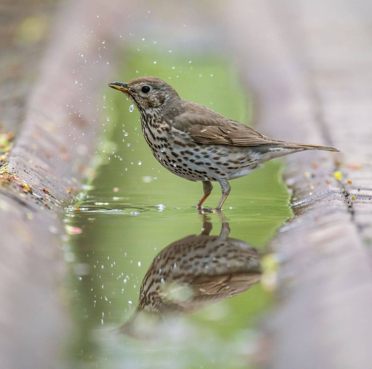 , Константин Дэм