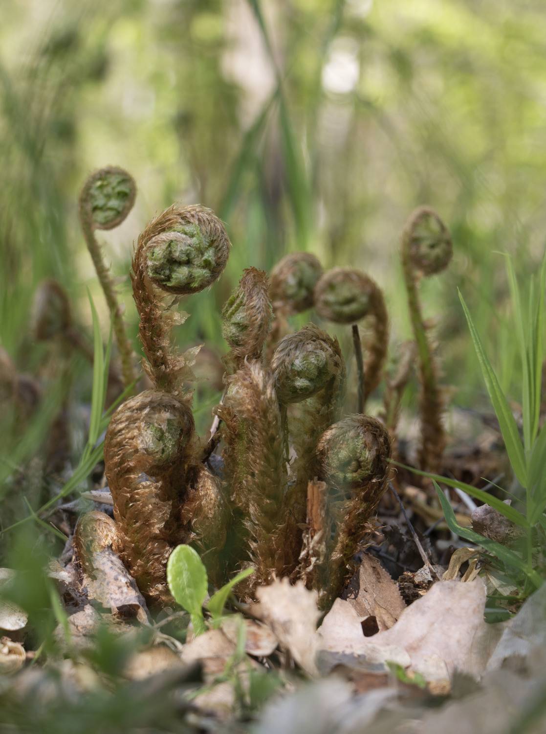 , Ольга Бонина