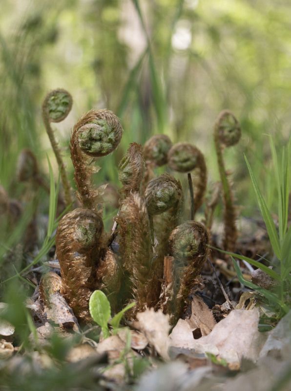Забавная семейка фото превью