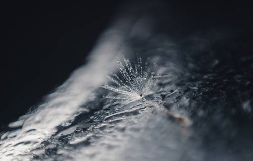 По следам одного одуванчика.