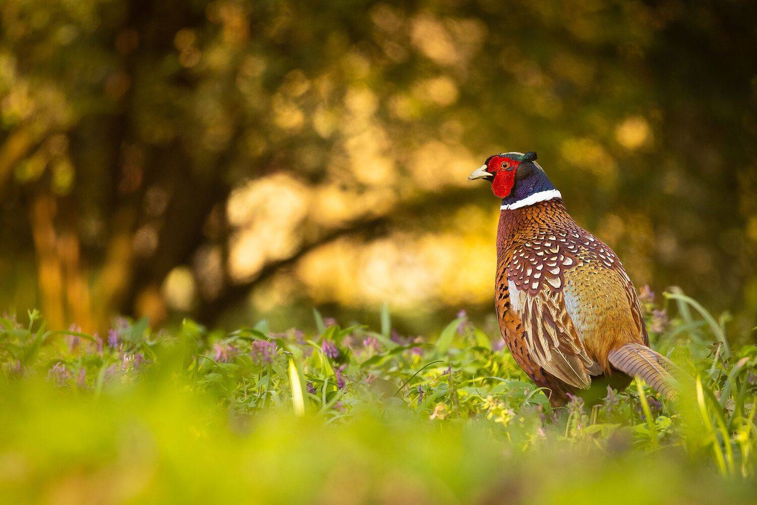 , Robert Adamec