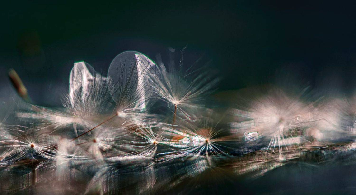 одуванчик, Неля Рачкова