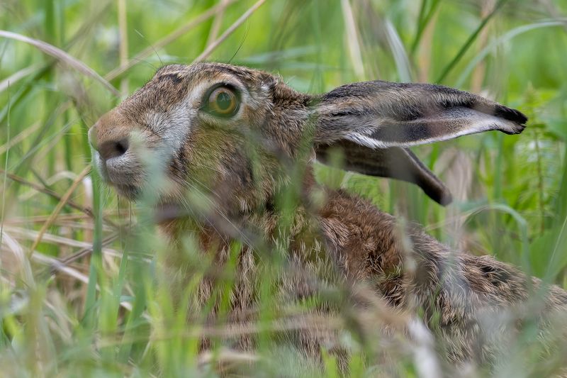 Zakis фото превью