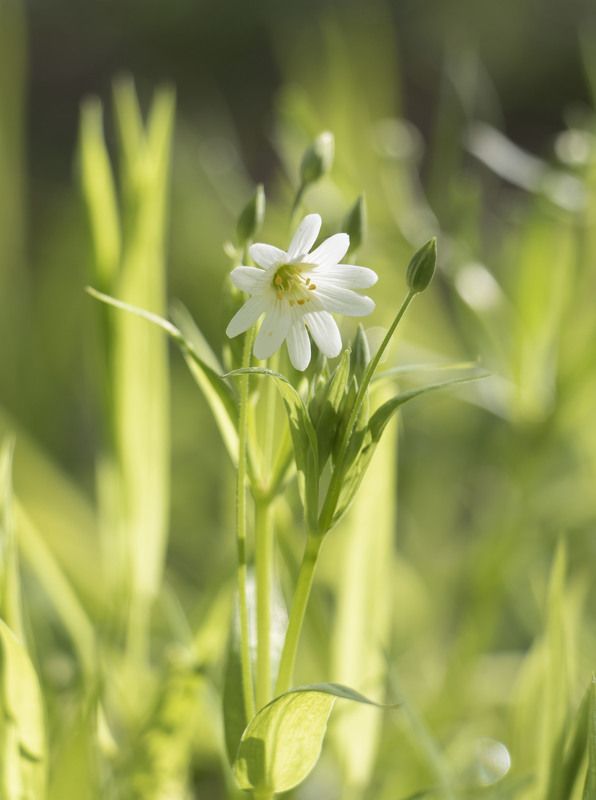 цветы, природа Нежная звездчатка фото превью