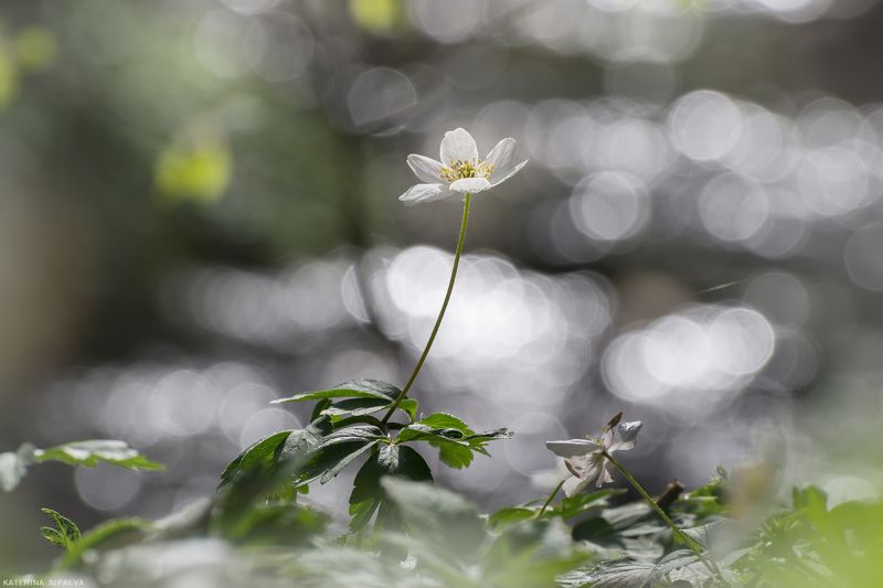 природа, весна, лес, цветы Сияние весны фото превью
