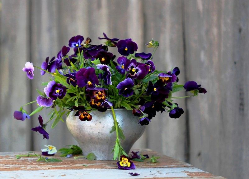 натюрморт, фотонатюрморт, лето, цветы, анютины глазки, наталья казанцева Мотивчик деревенский. /Прододолжаю делиться старыми картинкми. Новое не снимается.../ фото превью