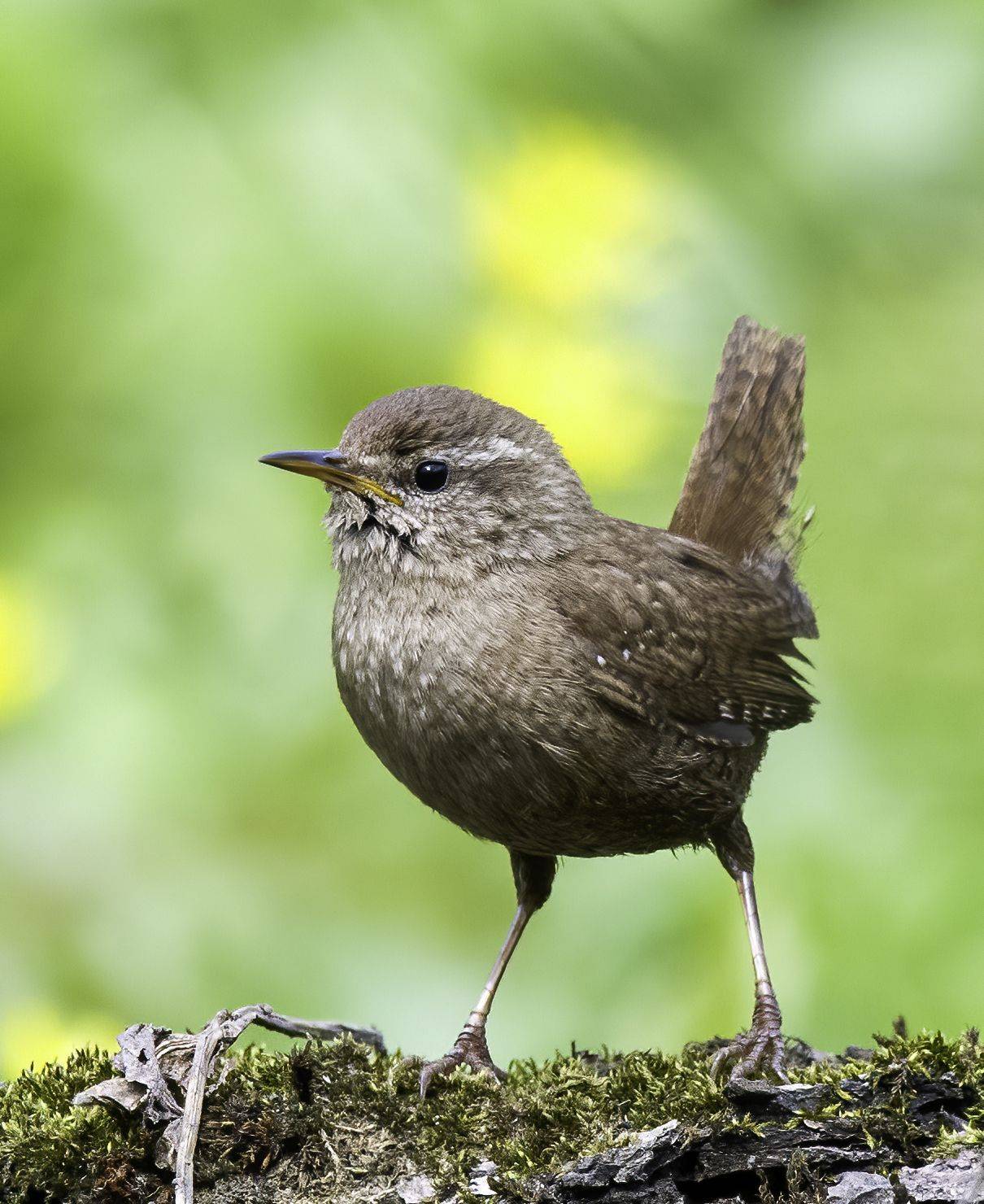 крапивник, птицы, птицы России, природа России, фотоохота, birds, wren, birdwatching, wildlife, Михаил Ездаков
