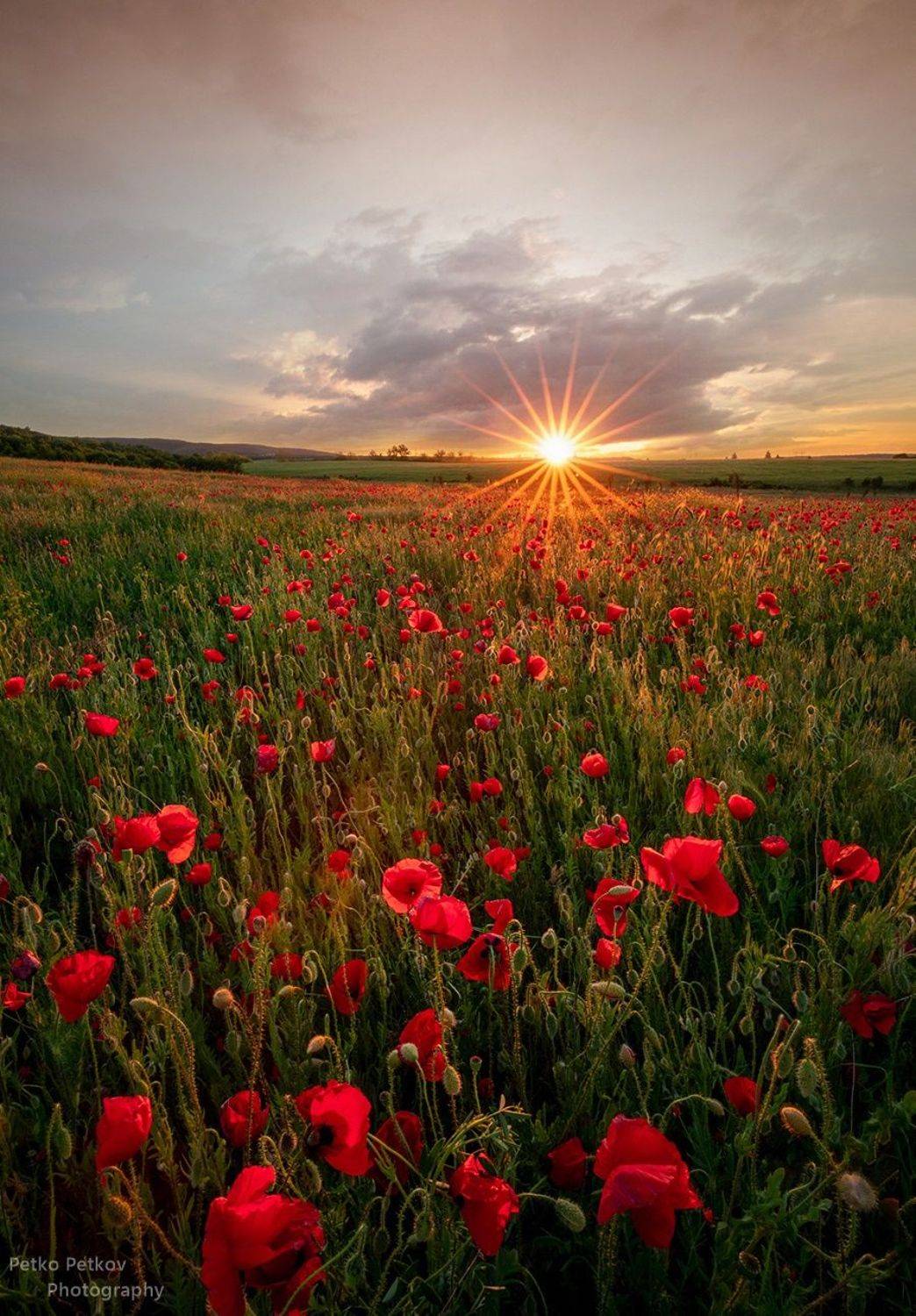 , Петко Петков