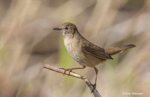 Savis warbler