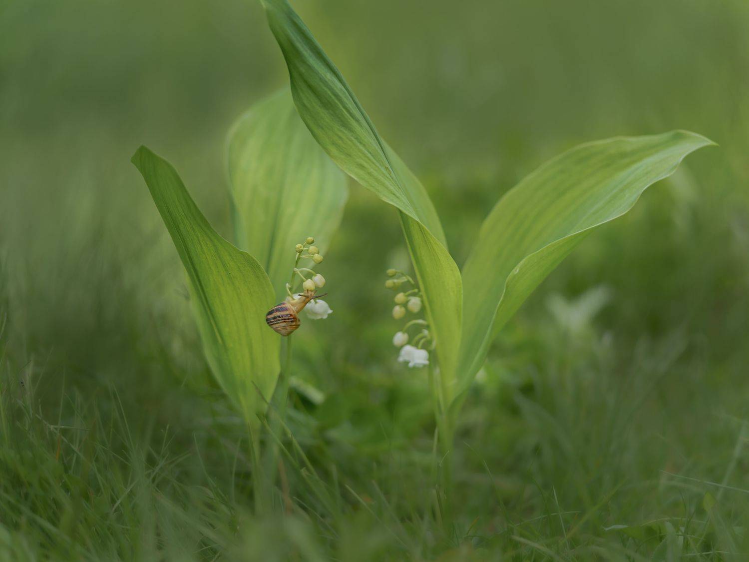 , Семенко Александр