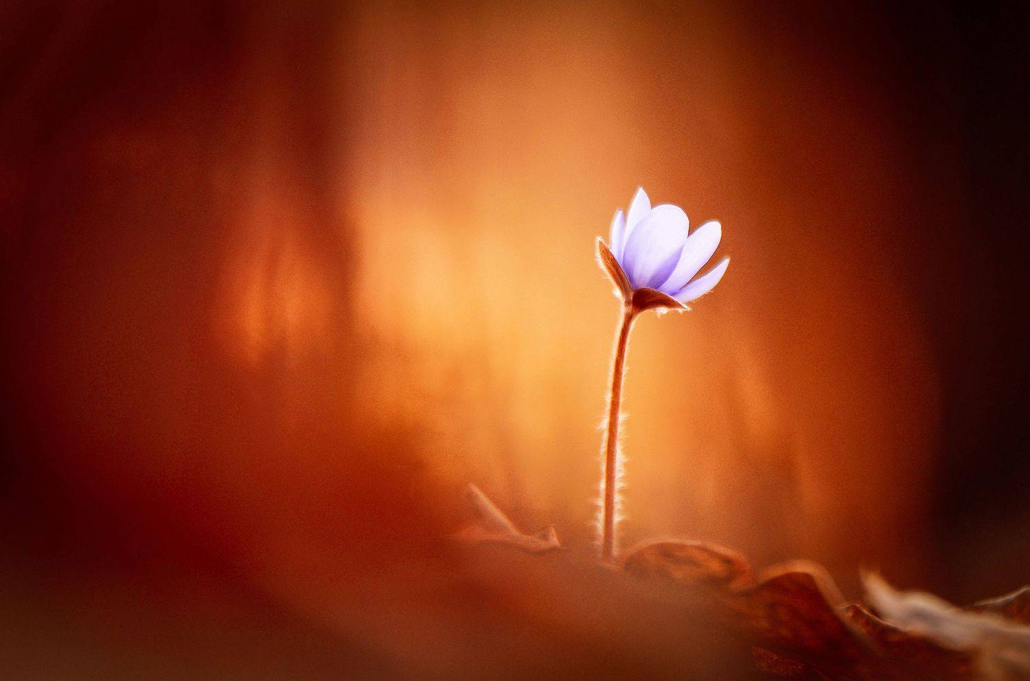 макро, макросказки, макроистории, цветы, вчувствование, созерцание, тишина, покой, лес, природа, красота,, Быканова Виктория