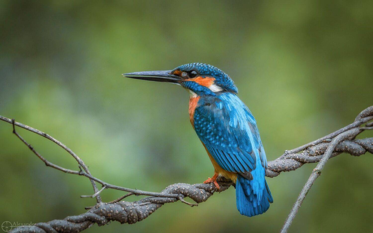 зимородок, Александр Круль