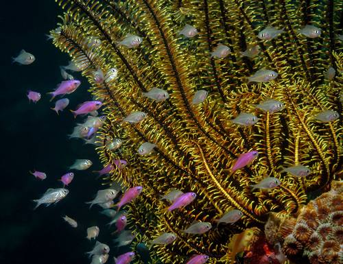 Брызги шампанского