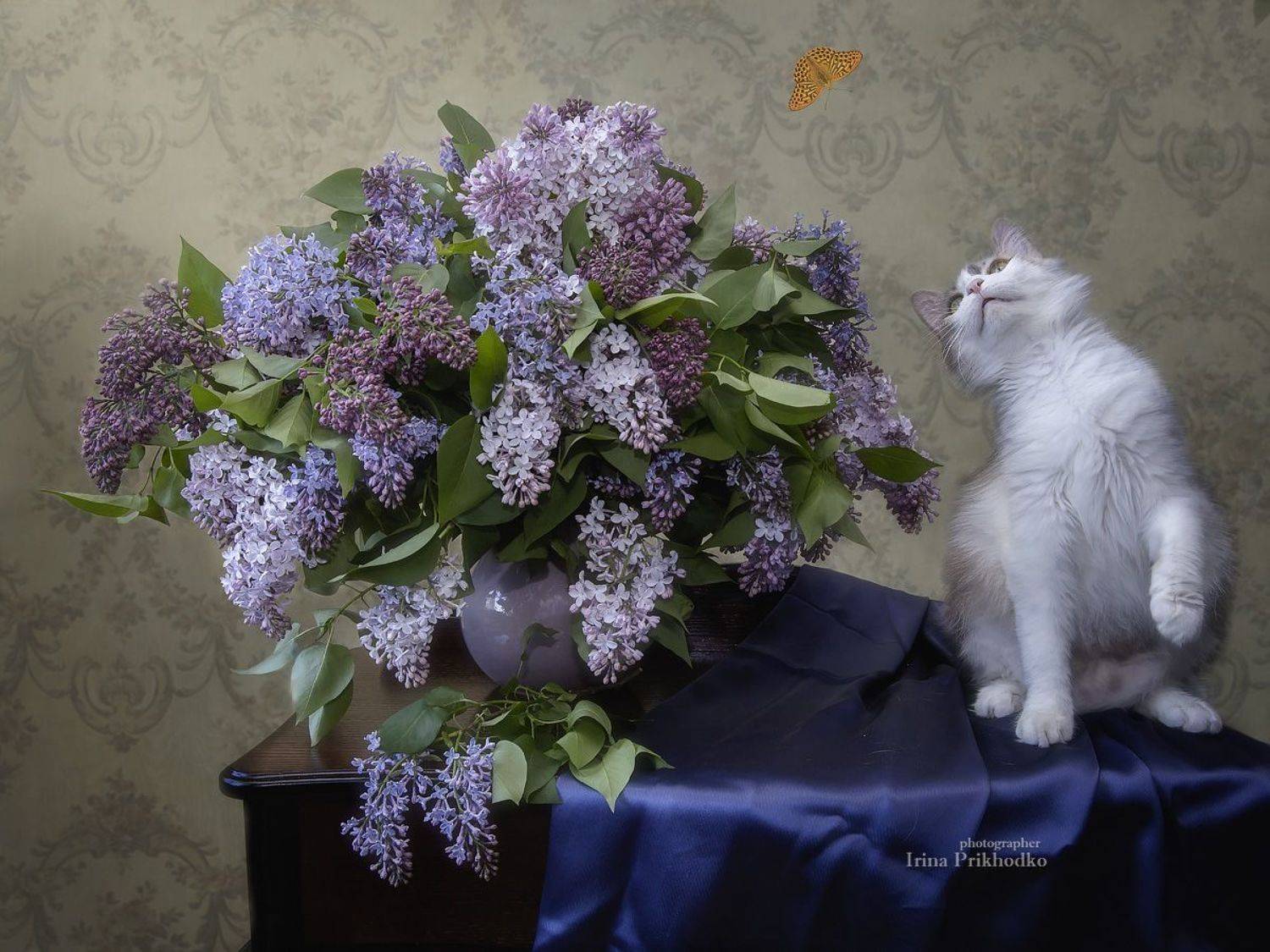 постановочное фото, кошки, домашние животные, забавные котейки, букет, сирень, бабочка, Приходько Ирина