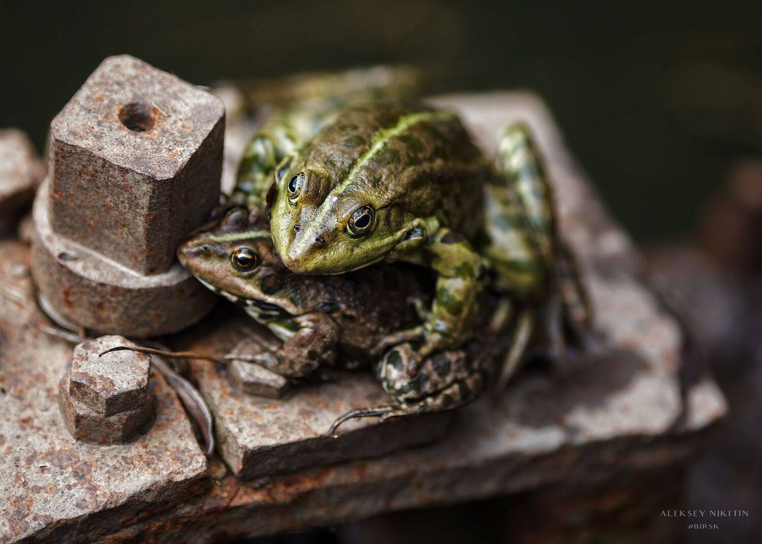 , Никитин Алексей