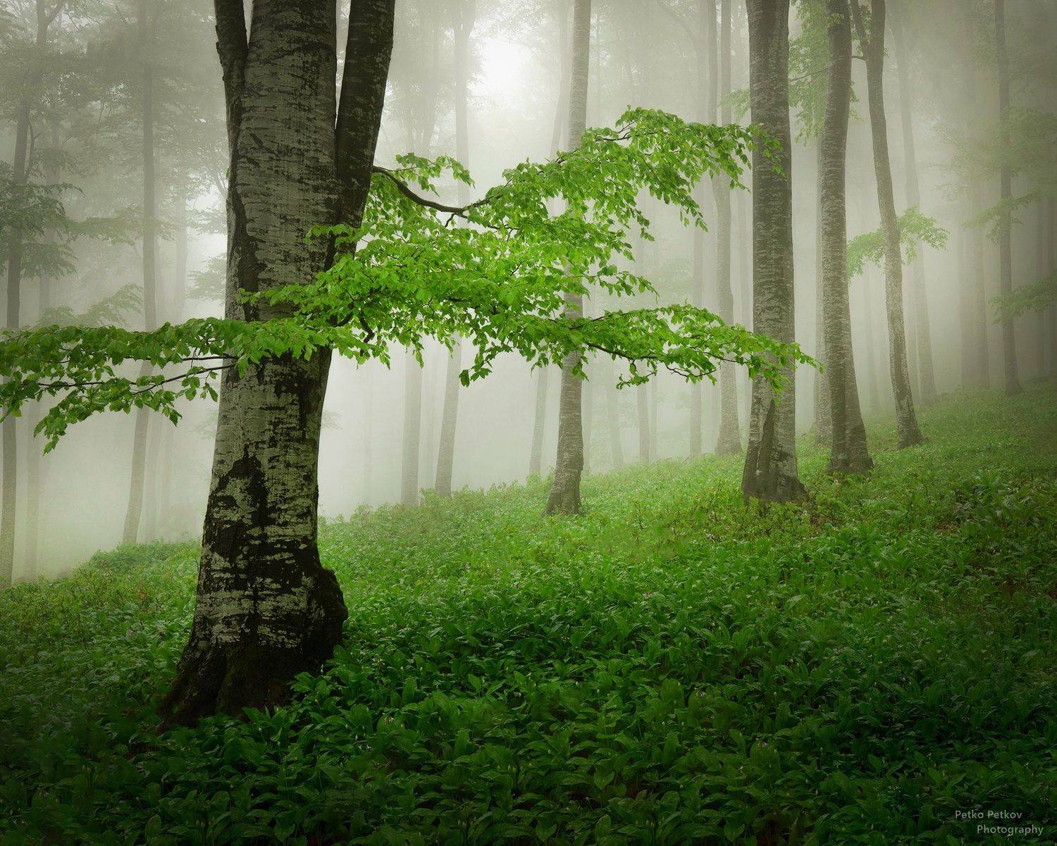 , Петко Петков